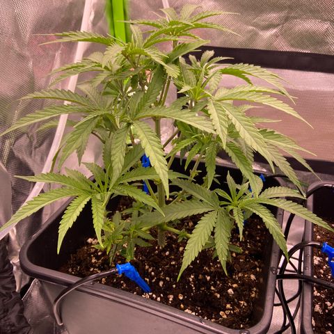 AMG growlog photo: B2 triste, precisa de mais água que b1 
B1 está bem 