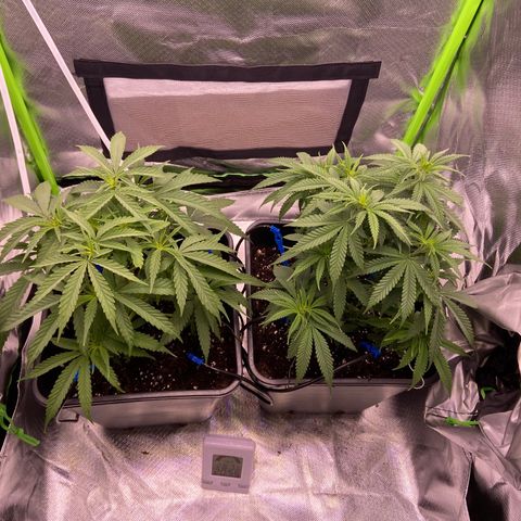 AMG growlog timeline photo