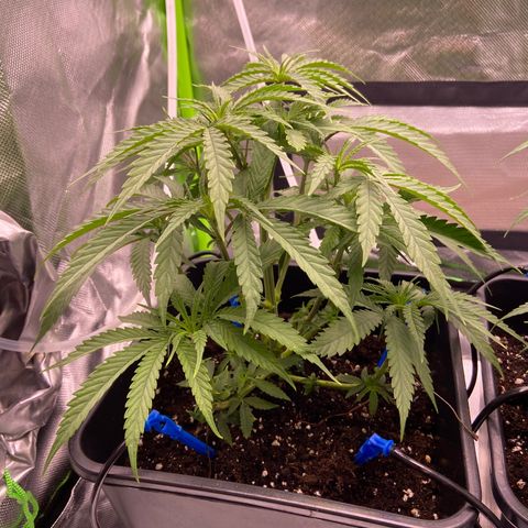 AMG growlog timeline photo