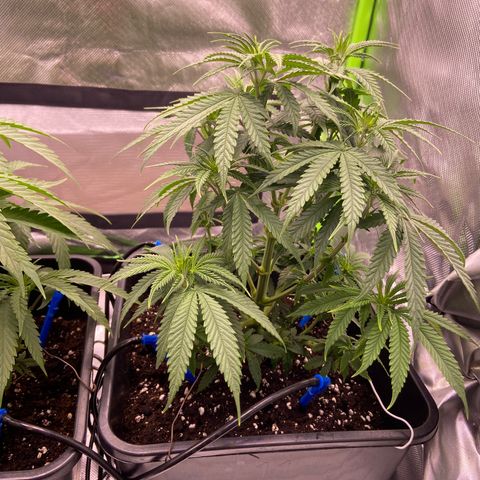 AMG growlog timeline photo