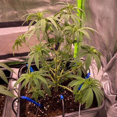 AMG growlog photo: Pequena poda nas plantas
Semana que vem floração 