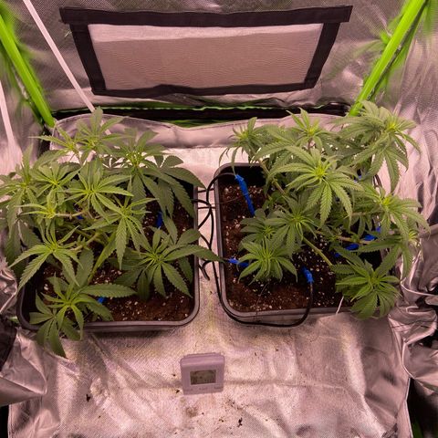 AMG growlog photo: Pequena poda nas plantas
Semana que vem floração 