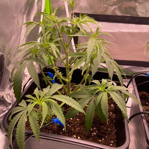 AMG growlog photo: Pequena poda nas plantas
Semana que vem floração 