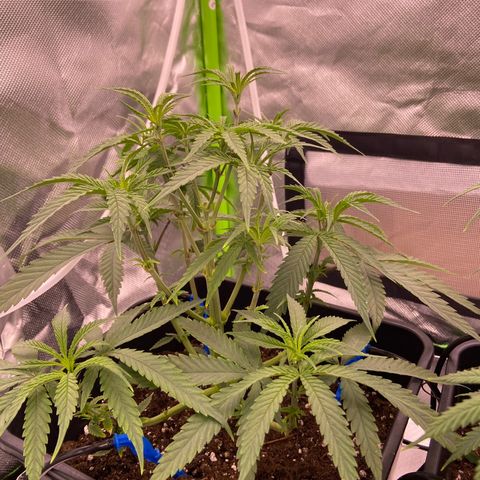 AMG growlog timeline photo
