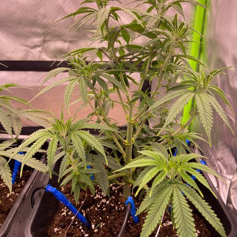 AMG growlog timeline photo