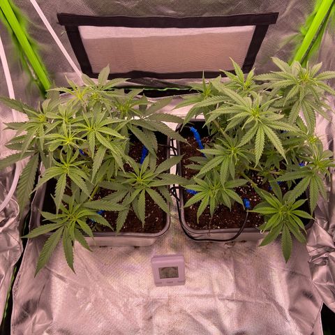AMG growlog timeline photo