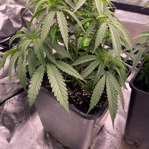AMG growlog timeline photo