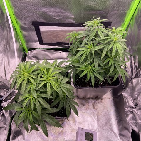 AMG growlog timeline photo
