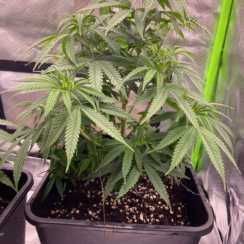 AMG growlog timeline photo