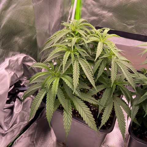AMG growlog timeline photo