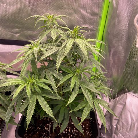 AMG growlog timeline photo