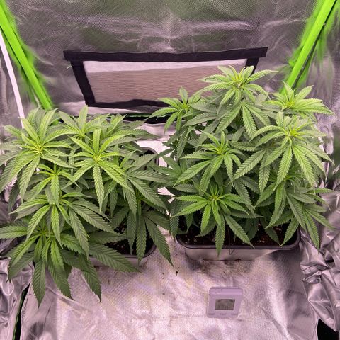 AMG growlog timeline photo