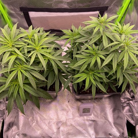 AMG growlog timeline photo