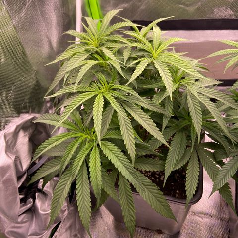 AMG growlog timeline photo