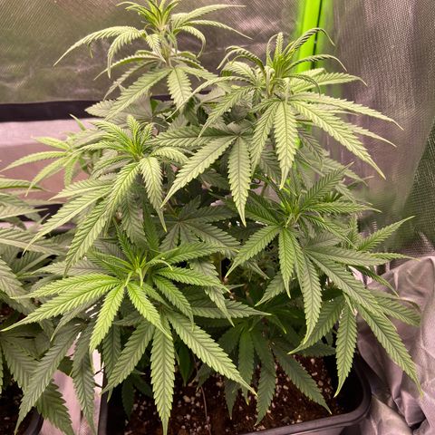 AMG growlog timeline photo