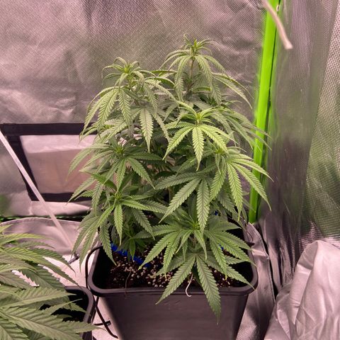 AMG growlog timeline photo