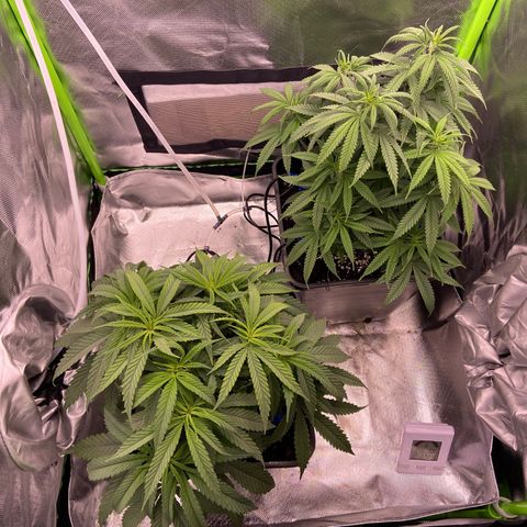 AMG growlog timeline photo