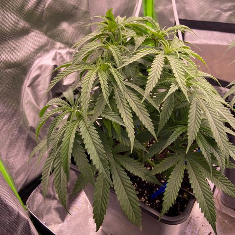 AMG growlog timeline photo