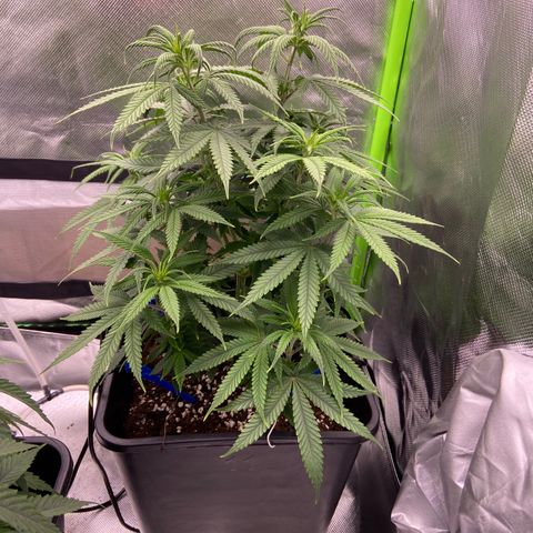 AMG growlog timeline photo