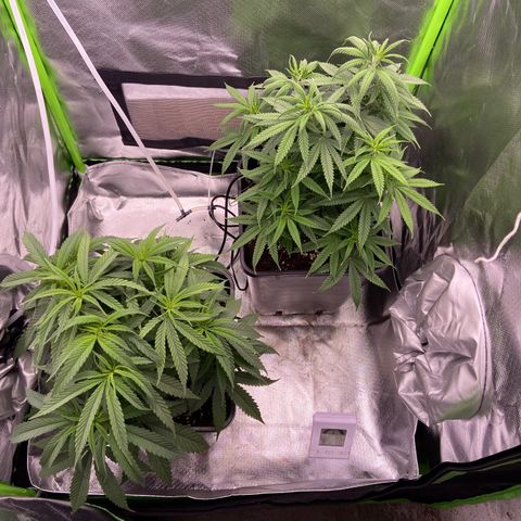 AMG growlog timeline photo