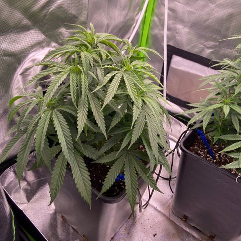 AMG growlog timeline photo