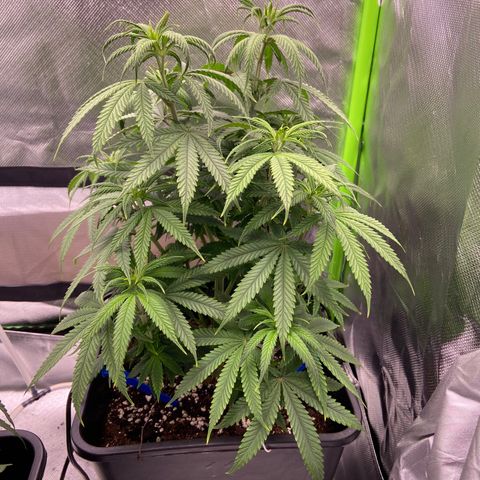 AMG growlog timeline photo