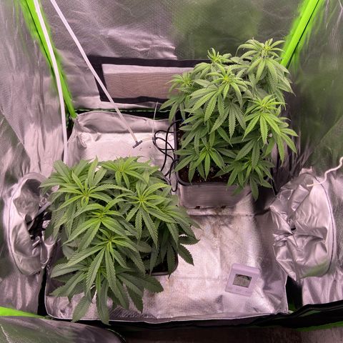 AMG growlog timeline photo