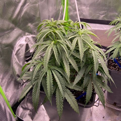 AMG growlog timeline photo