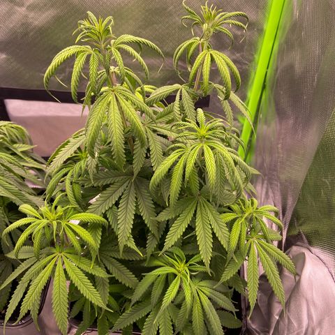 AMG growlog timeline photo