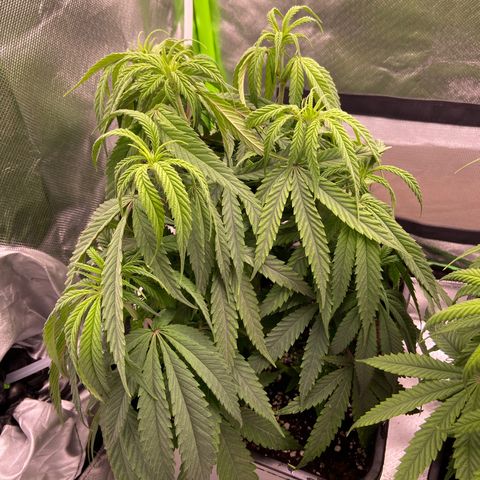 AMG growlog timeline photo