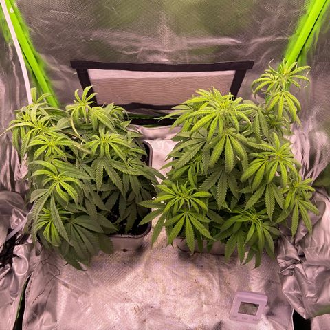 AMG growlog timeline photo