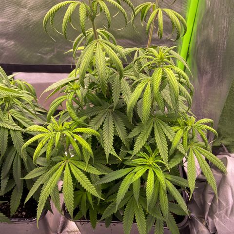 AMG growlog timeline photo