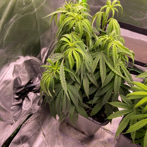 AMG growlog timeline photo