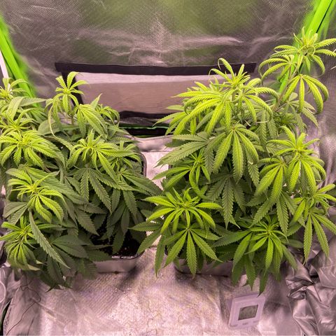 AMG growlog timeline photo
