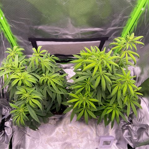 AMG growlog timeline photo
