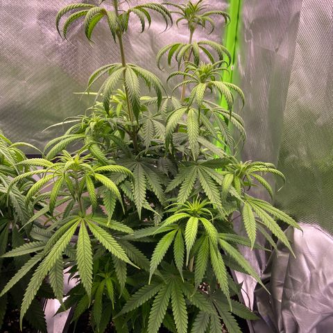 AMG growlog timeline photo