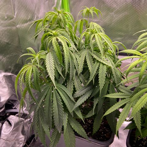 AMG growlog timeline photo