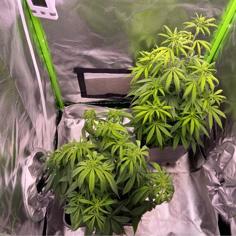 AMG growlog timeline photo