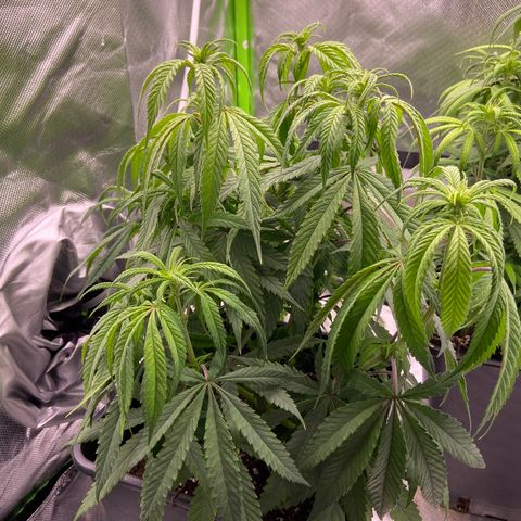 AMG growlog timeline photo