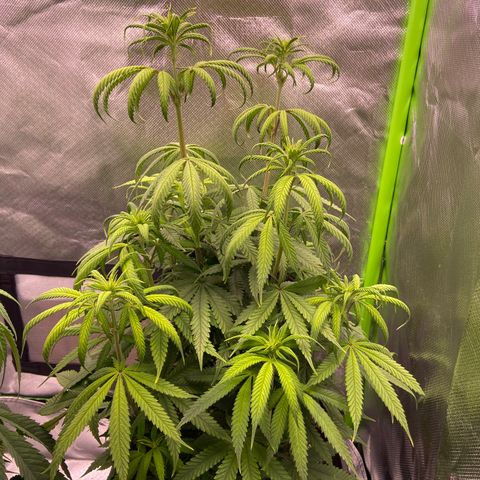 AMG growlog timeline photo