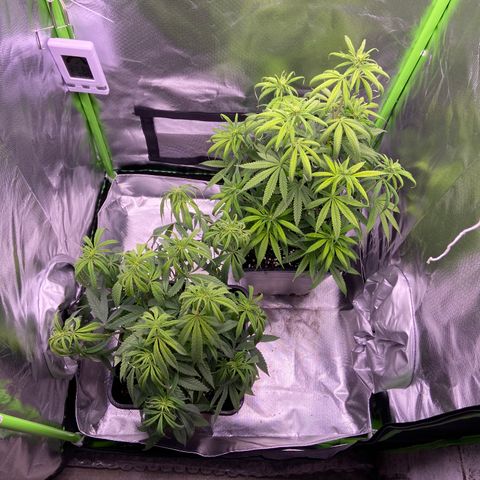AMG growlog timeline photo