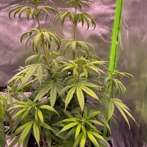 AMG growlog timeline photo