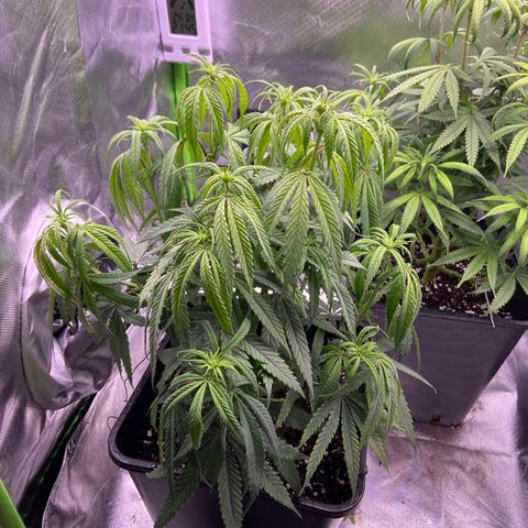 AMG growlog timeline photo