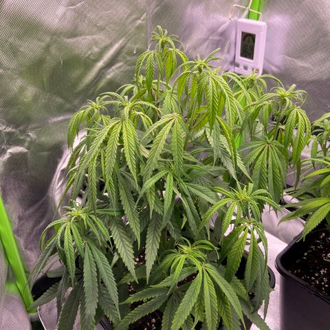 AMG growlog timeline photo