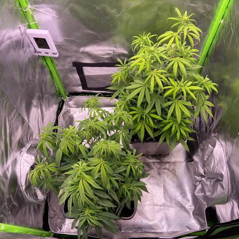 AMG growlog timeline photo