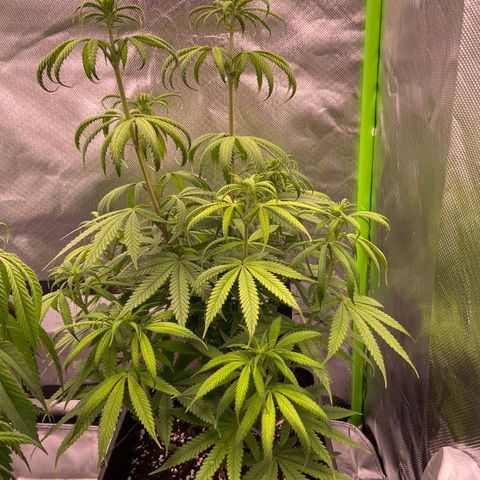 AMG growlog timeline photo