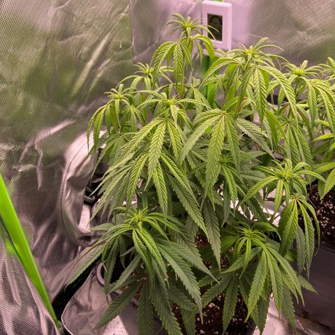 AMG growlog timeline photo