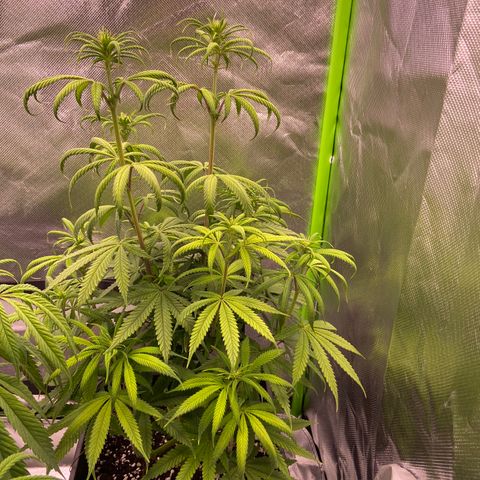 AMG growlog timeline photo