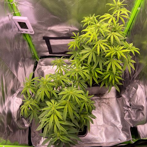 AMG growlog timeline photo