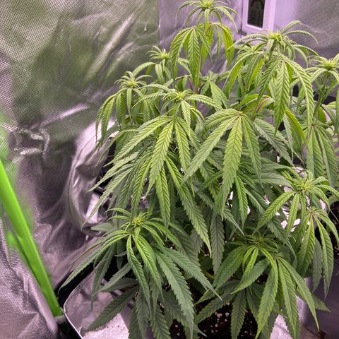 AMG growlog timeline photo